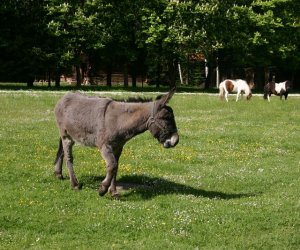 Początek wiosny w Muzeum Rolnictwa im. ks. K. Kluka w Ciechanowcu to czas dla zwierząt.