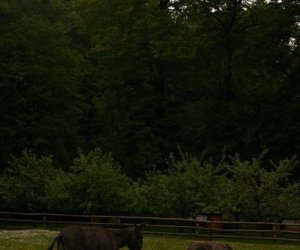Początek wiosny w Muzeum Rolnictwa im. ks. K. Kluka w Ciechanowcu to czas dla zwierząt.