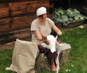 Wykopki w Skansenie