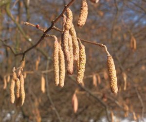 Nowe budki lęgowe w muzealnym parku