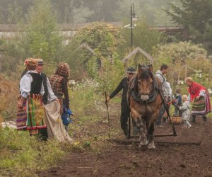 Wykopki w Skansenie 2013