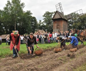 Wykopki w Skansenie