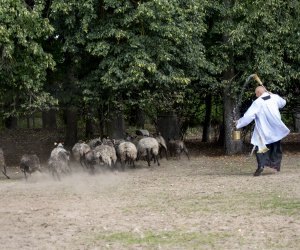 XXIII Podlaskie Święto Chleba - fotorelacja