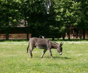 Początek wiosny w Muzeum Rolnictwa im. ks. K. Kluka w Ciechanowcu to czas dla zwierząt.