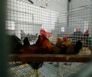 Narodowa Wystawa Rolnicza w Poznaniu