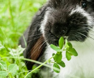 Nowi mieszkańcy ciechanowieckiego skansenu