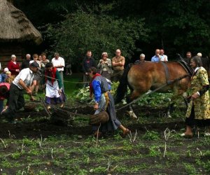 Wykopki w skansenie 2009