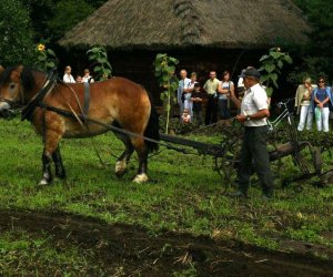 Wykopki w skansenie 2009