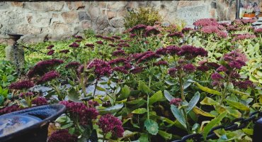 NIECOdziennik Muzealny - Ogrody Wiecznej Pamięci NIECOdziennik Muzealny - Ogrody Wiecznej Pamięci