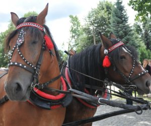 VIII Zajazd Wysokomazowiecki, 15.07.2012.