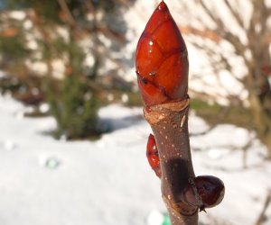 Nowe budki lęgowe w muzealnym parku