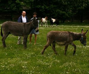 Początek wiosny w Muzeum Rolnictwa im. ks. K. Kluka w Ciechanowcu to czas dla zwierząt.