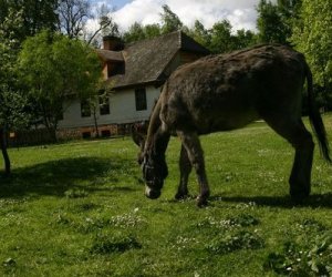 Początek wiosny w Muzeum Rolnictwa im. ks. K. Kluka w Ciechanowcu to czas dla zwierząt.