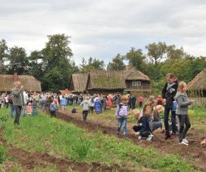 Wykopki w Skansenie