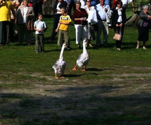 Wykopki w skansenie 2009