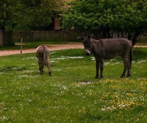 Początek wiosny w Muzeum Rolnictwa im. ks. K. Kluka w Ciechanowcu to czas dla zwierząt.