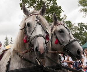 XVI Podlaskie Święto Chleba