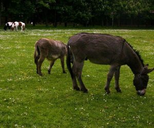 Początek wiosny w Muzeum Rolnictwa im. ks. K. Kluka w Ciechanowcu to czas dla zwierząt.