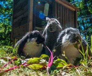 Nowi mieszkańcy ciechanowieckiego skansenu