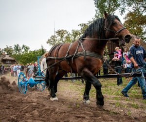 Jesień w polu i zagrodzie