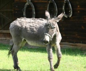 Początek wiosny w Muzeum Rolnictwa im. ks. K. Kluka w Ciechanowcu to czas dla zwierząt.