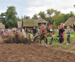 Wykopki w Skansenie