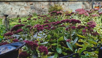 NIECOdziennik Muzealny - Ogrody Wiecznej Pamięci