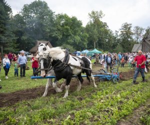 Jesień w polu i zagrodzie - fotorelacja - 15 września 2024