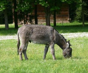 Początek wiosny w Muzeum Rolnictwa im. ks. K. Kluka w Ciechanowcu to czas dla zwierząt.
