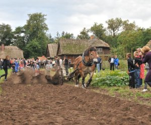 Wykopki w Skansenie