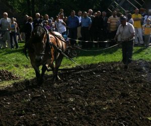 Wykopki w skansenie 2009