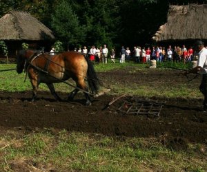 Wykopki w skansenie 2009