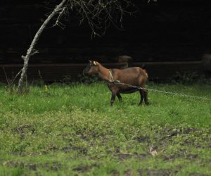 Wykopki w skansenie podsumowanie, fotorelacja.