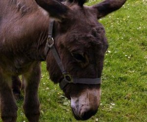 Początek wiosny w Muzeum Rolnictwa im. ks. K. Kluka w Ciechanowcu to czas dla zwierząt.