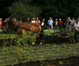 Wykopki w skansenie 2009