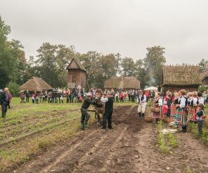 Wykopki w Skansenie 2013