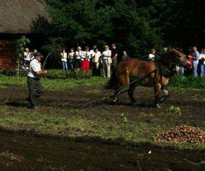 Wykopki w skansenie 2009