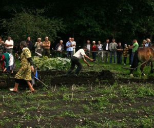 Wykopki w skansenie 2009