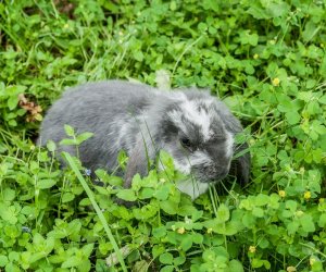 Nowi mieszkańcy ciechanowieckiego skansenu