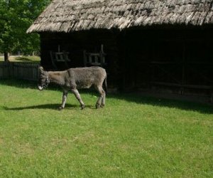 Początek wiosny w Muzeum Rolnictwa im. ks. K. Kluka w Ciechanowcu to czas dla zwierząt.
