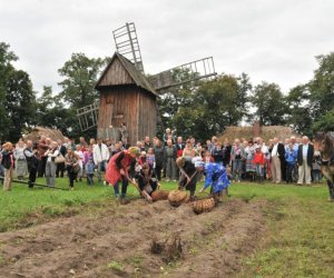 Wykopki w Skansenie