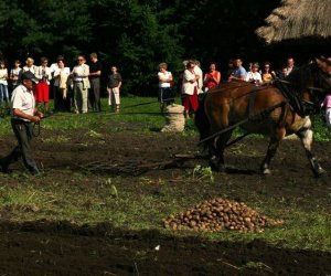 Wykopki w skansenie 2009