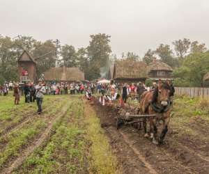 Wykopki w Skansenie 2013