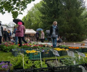 Jarmark św. Wojciecha i Święto Lasu