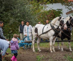 Jesień w Polu i Zagrodzie 2018 - fotorelacja