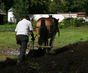Wykopki w skansenie 2009