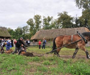 Wykopki w Skansenie