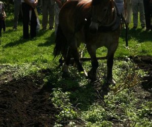 Wykopki w skansenie 2009