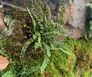 NIECOdziennik Muzealny - Ogrody Wiecznej Pamięci