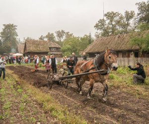 Wykopki w Skansenie 2013